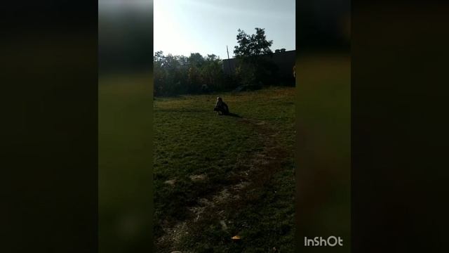 Немецкий боксёр Рона 💚 тренировки 13.10.18р. смотреть онлайн