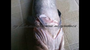 снимаю шкуру с налима