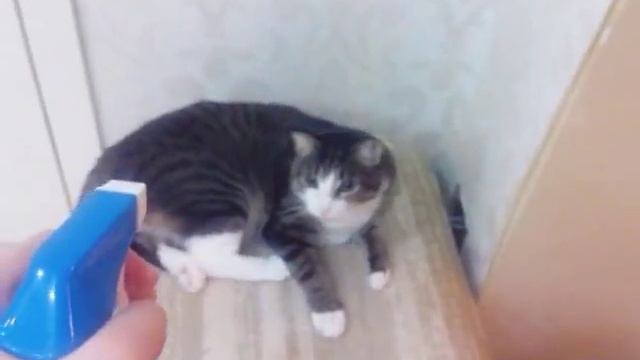 Кот и вода смотреть онлайн