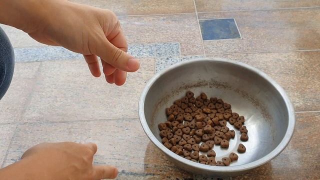 HAPPYDOG JUNIOR DOGFOOD REVIEW ON ROTTWEILER смотреть онлайн