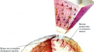 Сазонов С.В. 10. Кора больших полушарий головного мозга