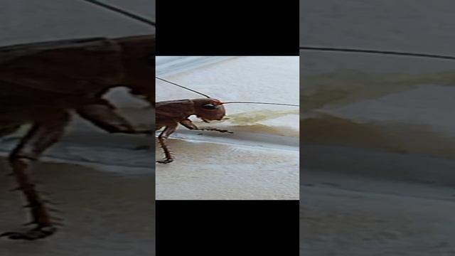 Решил перекусить) .mp4