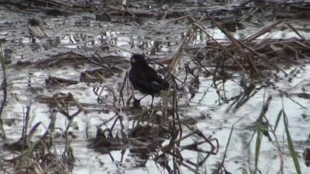 Pico de plata/Spectacled Tyrant - Roberto Ares смотреть онлайн