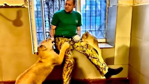 Маленькая львица попросила Олега Зубкова посадить ее на подоконник, она будет любоваться солнцем! смотреть онлайн