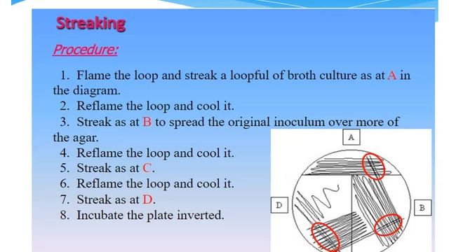 2. Bacterial structure смотреть онлайн