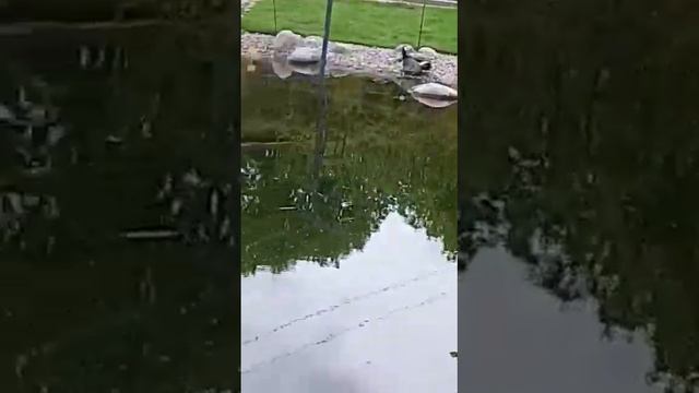 Прудики для птичек! Красивые Отражения деревьев! смотреть онлайн