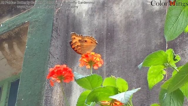 Common Rose , Pansy Butterflies Nectaring on Lantana Camera Flower at ColorWings Butterfly Gardenin смотреть онлайн