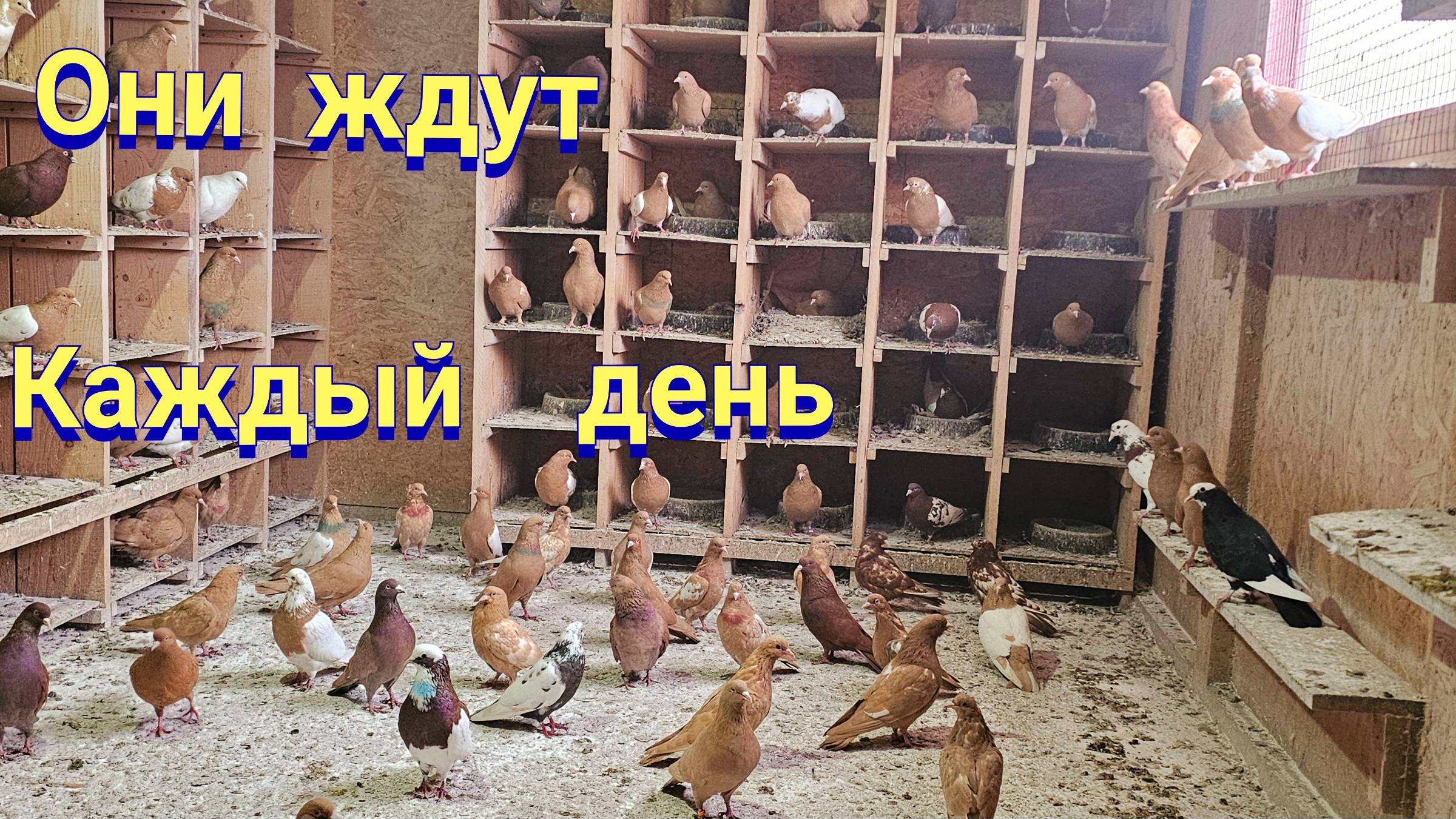 С голубями каждый день смотреть онлайн