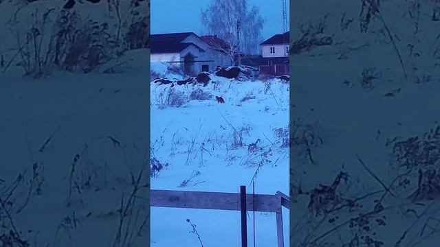 #кошка ушла в поле