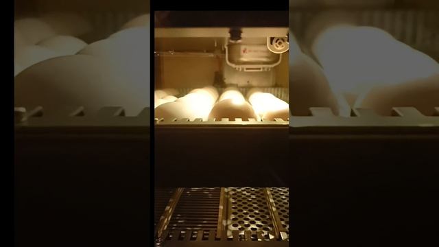 Видеообзор инкубатора R Com Maru Delux 200 pro смотреть онлайн