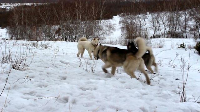 Бегаем за собакой смотреть онлайн