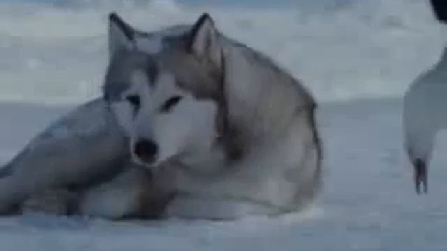 Любовь 😍 смотреть онлайн