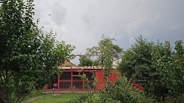 Голуби ждут нужно успеть до дождя смотреть онлайн