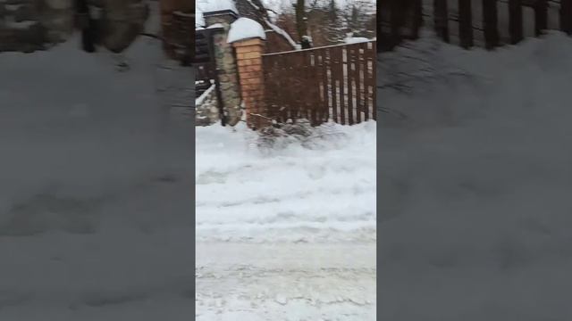 Научились проходить спокойно мимо лающих собак. Ура! 😜 смотреть онлайн