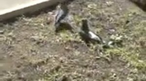 голуби спариваются