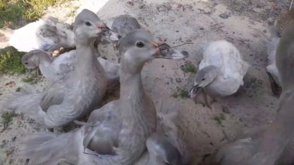 Мускусные утята на бройлером откорме .