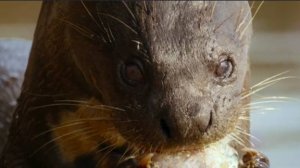 Гигантская выдра.