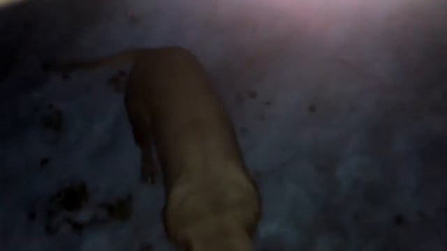 Стаффордширский терьер. смотреть онлайн