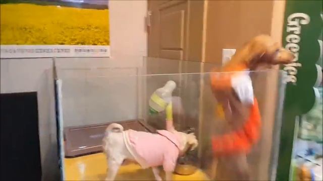 Собачки Котята Южная корея Каролина в зоомагазине смотреть онлайн