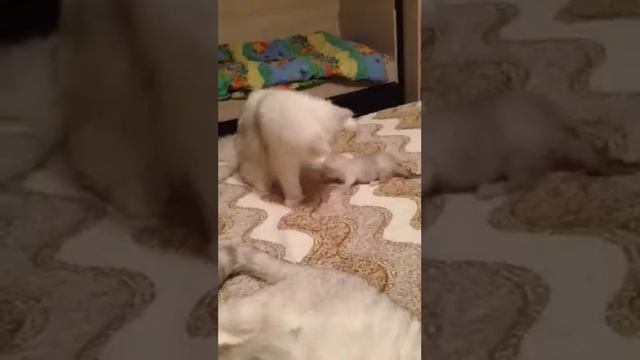 Британские котики смотреть онлайн