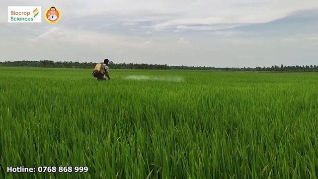 TIFENA - HẠ GỤC RẦY PHẤN TRẮNG CHỈ SAU 15 PHÚT| BIOCROPSCIENCES VN смотреть онлайн