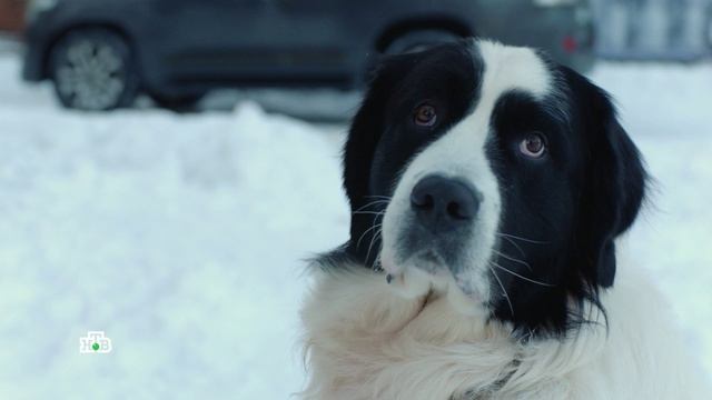 Папаши. Премьера на НТВ смотреть онлайн