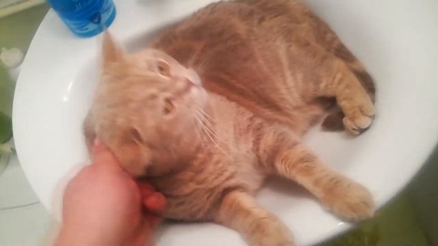 КОШКИ ЭТО ЖИДКОСТЬ смотреть онлайн