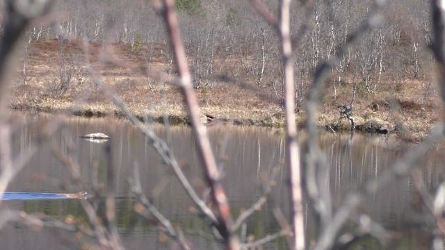 Нож Бобёр BeaverKnife Bushcraft America на Кольском. смотреть онлайн