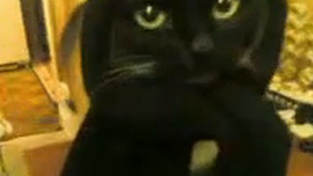 кот мусульманин смотреть онлайн