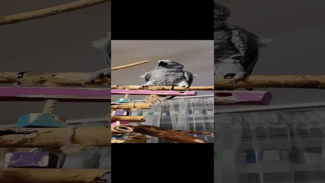 Домашние попугаи, скоттиш страйт, жако и какаду, Общипался СТРЕСС смотреть онлайн