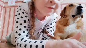 как научить собаку команде нельзя и можно