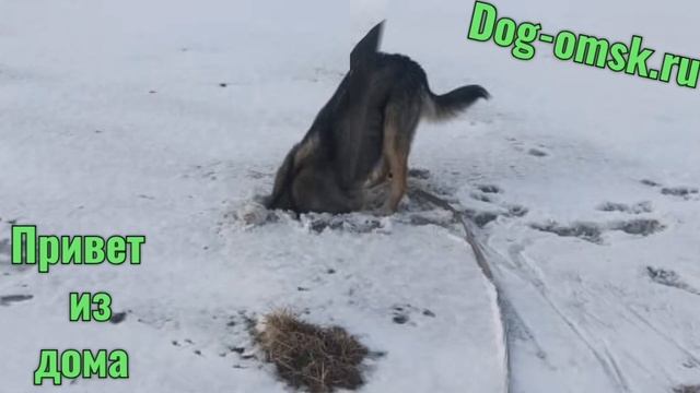 Привет от нашего бывшего питомца ПАШКИ смотреть онлайн