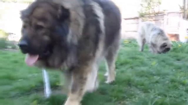 Собаки против волков Волкодавы смотреть онлайн