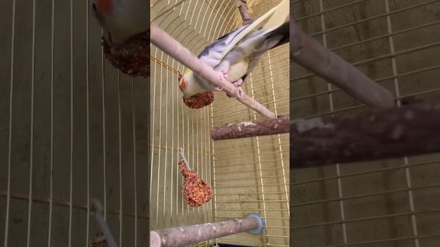 Забавный #корелла Кеша завтракает смотреть онлайн