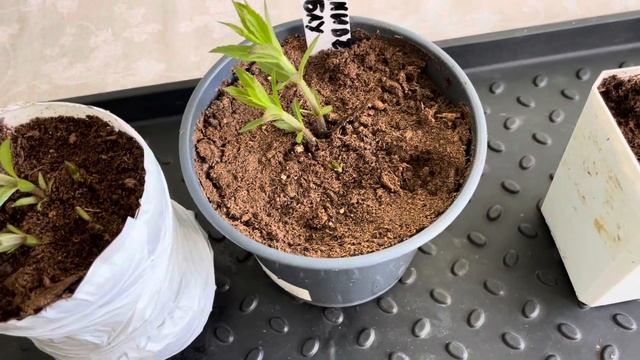 Вероника колосковая. Посылка из Подворья . Часть 4 смотреть онлайн