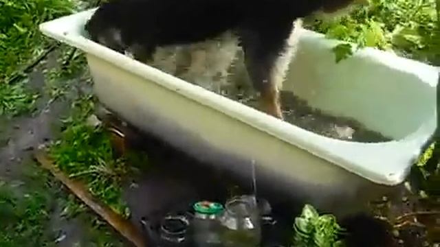 даже у собаки душ с утра смотреть онлайн