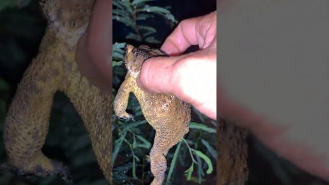 Toad frog sound #virallife #rainfrog #animal #wildlife #viral #life #dailyvlog #shortsfeed #reels смотреть онлайн