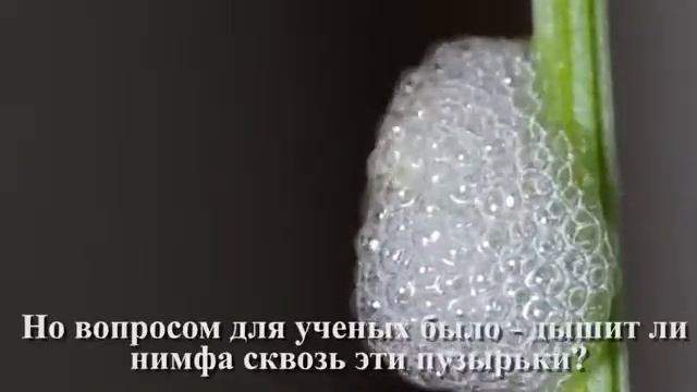 Самый защищённый ребёнок в Мире Животных смотреть онлайн