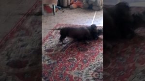 Собака извращенец