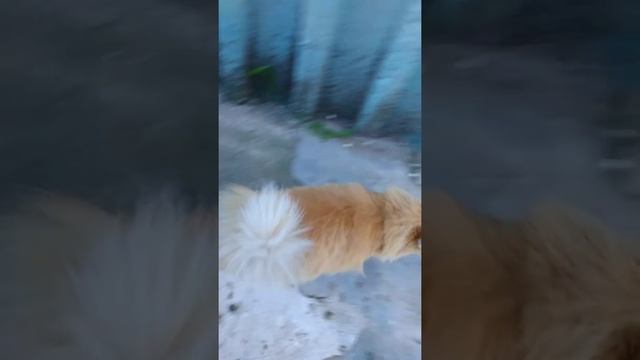Рыжий красавец!! смотреть онлайн