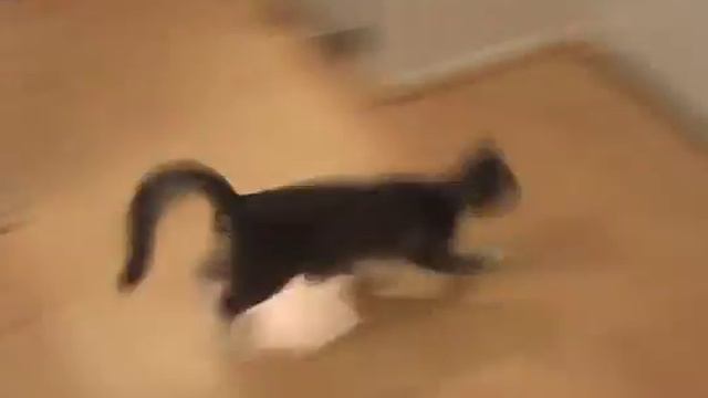 Kitty Cat Rock смотреть онлайн