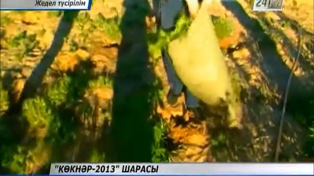 1 апта ішінде 2 есірткі алқабы анықталды смотреть онлайн