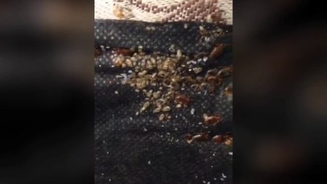 Уничтожение Клопов Щербинка