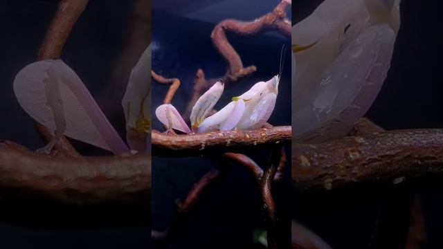 Orchideenmantis (Hymenopus coronatus) смотреть онлайн