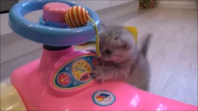 Котенок Встреча с няней Люсей смотреть онлайн