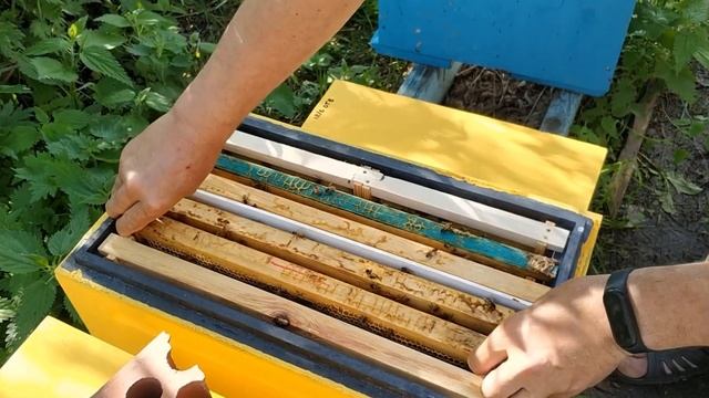 Выдержка маток Бакфаст в нуклеусе до инструментального осеменения смотреть онлайн