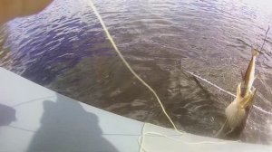 Самоловка на щуку.