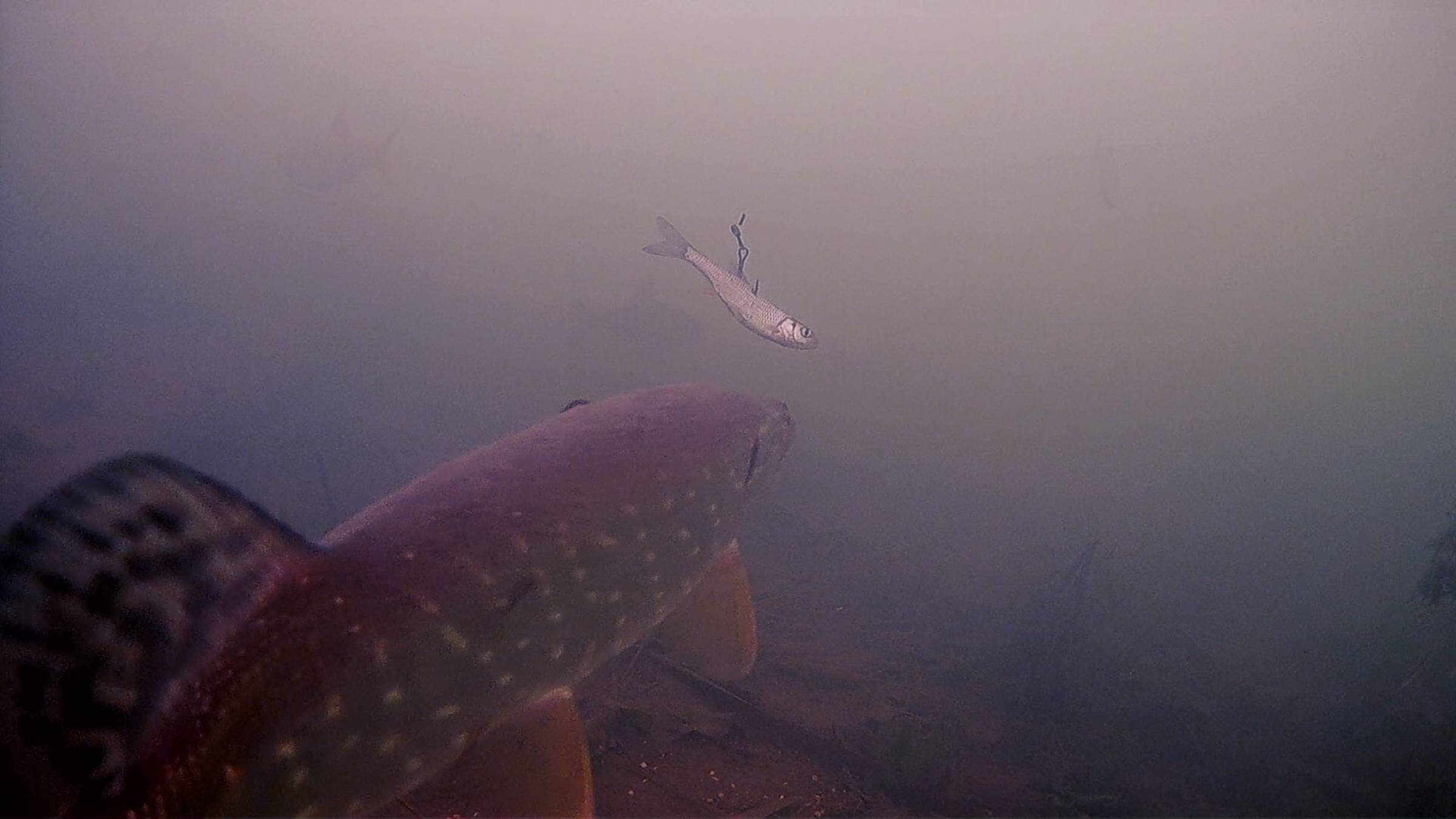 Живец в логове щук смотреть онлайн