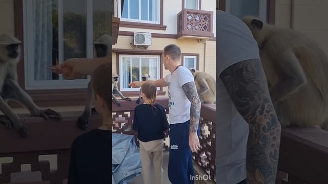 Индийские обезьяны атаковали нашу квартиру! #маяпур смотреть онлайн