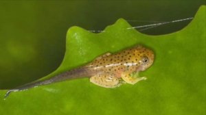 Как Головастик вырастает в лягушку 🐸